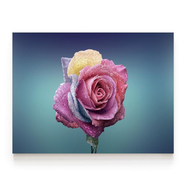 Quadro Decorativo Rosa Pétalas Coloridas Comercial Ramos