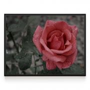 Quadro Decorativo Rosa Vermelha Comercial Ramos