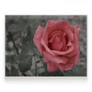 Quadro Decorativo Rosa Vermelha Comercial Ramos