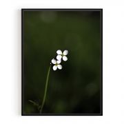 Quadro Decorativo Stellaria Comercial Ramos