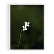 Quadro Decorativo Stellaria Comercial Ramos