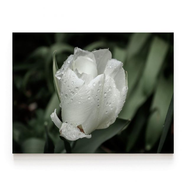 Quadro Decorativo Tulipa Branca Ramos