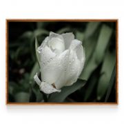 Quadro Decorativo Tulipa Branca Ramos