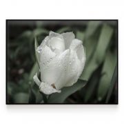 Quadro Decorativo Tulipa Branca Ramos