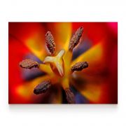 Quadro Decorativo Tulipa ll Comercial Ramos