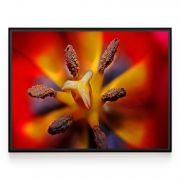 Quadro Decorativo Tulipa ll Comercial Ramos