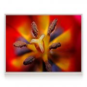 Quadro Decorativo Tulipa ll Comercial Ramos