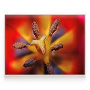 Quadro Decorativo Tulipa ll Comercial Ramos