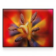 Quadro Decorativo Tulipa ll Comercial Ramos