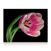 Quadro Decorativo Tulipa Rosa Comercial Ramos