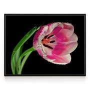 Quadro Decorativo Tulipa Rosa Comercial Ramos