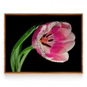 Quadro Decorativo Tulipa Rosa Comercial Ramos