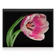 Quadro Decorativo Tulipa Rosa Comercial Ramos