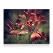 Quadro Decorativo Tulipa Vermelha Comercial Ramos