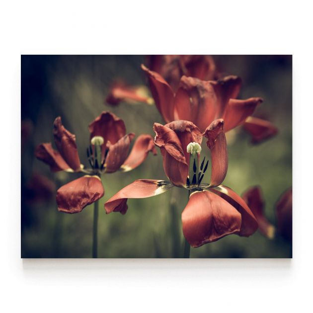 Quadro Decorativo Tulipa Vermelha Comercial Ramos