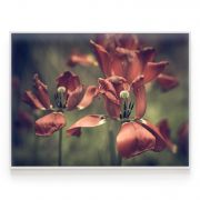 Quadro Decorativo Tulipa Vermelha Comercial Ramos