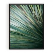 Quadro Decorativo Yucca do Deserto Comercial Ramos