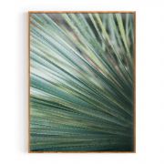 Quadro Decorativo Yucca do Deserto Comercial Ramos